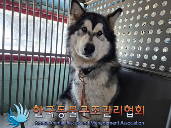 한국동물구조관리협회_441409202500087